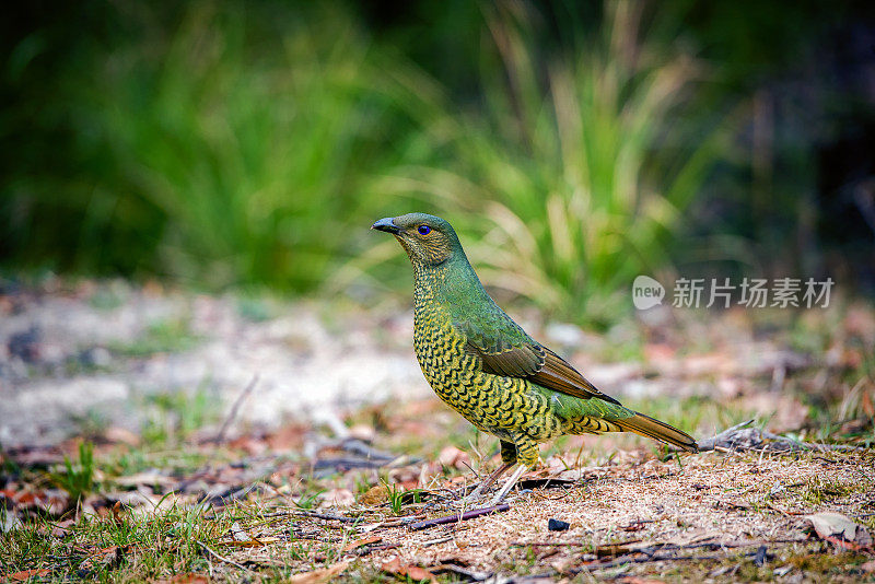 缎纹园丁鸟(Ptilonorhynchus violaceus)